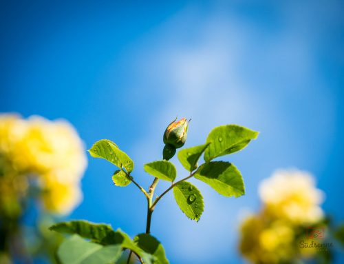 Rosen im Stadtpark